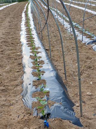 문명훈님의 호박 · 영농일지 작성글 사진