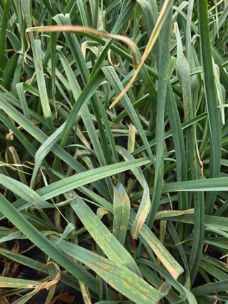 이상철님의 기타작물 · 영농일지 작성글 사진