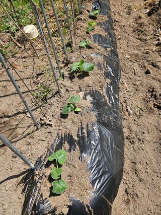 감7768님의 기타작물 · 영농일지 작성글 사진