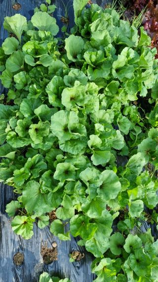 김지철님의 기타작물 · 영농일지 작성글 사진