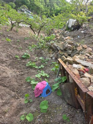 김용대님의 기타작물 · 영농일지 작성글 사진