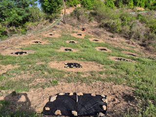 김천양평님의 기타작물 · 영농일지 작성글 사진