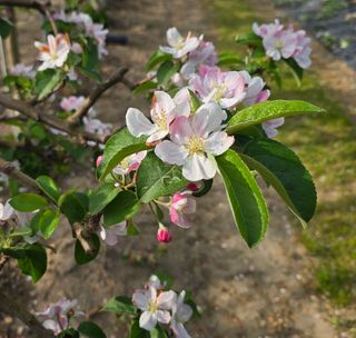 축복의땅 에덴동산님의 사과 · 영농일지 작성글 사진