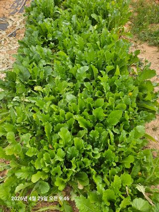 유명숙님의 기타작물 · 영농일지 작성글 사진