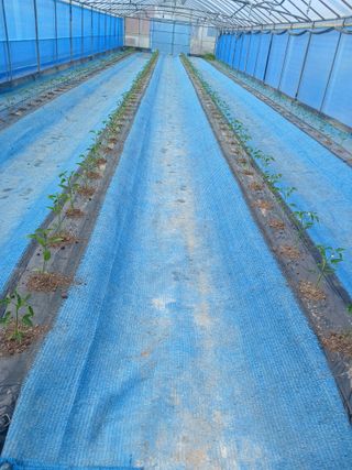 이근홍님의 고추 · 영농일지 작성글 사진