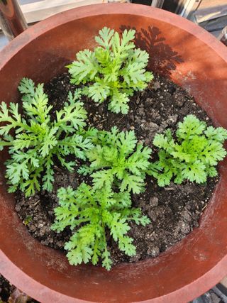 종덕이 농원님의 고추 · 영농일지 작성글 사진