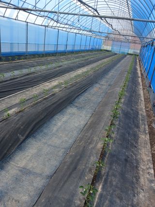 이근홍님의 고추 · 영농일지 작성글 사진