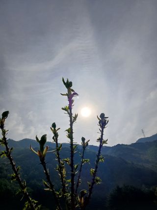 인생은 소풍처럼~님의 기타작물 · 영농일지 작성글 사진