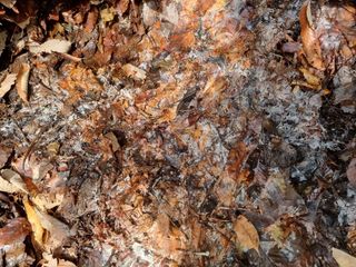 자병산무농약고추님의 기타작물 · 영농일지 작성글 사진