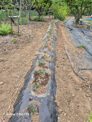 덕포킴님의 기타작물 · 영농일지 작성글 사진