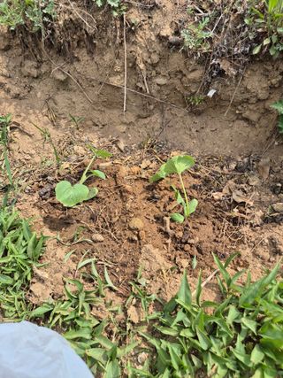 호랑이별님의 기타작물 · 영농일지 작성글 사진