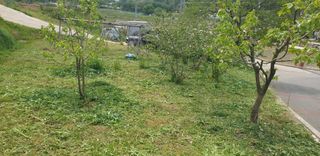 정천복님의 기타작물 · 영농일지 작성글 사진