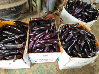 늘햇살팜 님의 기타작물 · 영농일지 작성글 사진