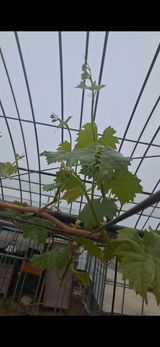 팜모닝 포도·영농일지 게시글 이미지