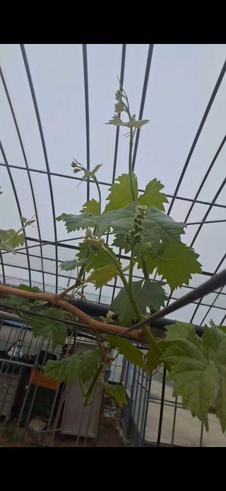 미스농부님의 포도 · 영농일지 작성글 사진