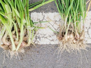 한경훈님의 파 · 영농일지 작성글 사진