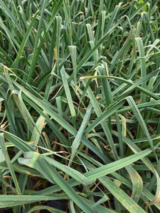 이상철님의 기타작물 · 영농일지 작성글 사진