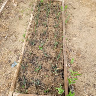 화려한이글님의 기타작물 · 영농일지 작성글 사진