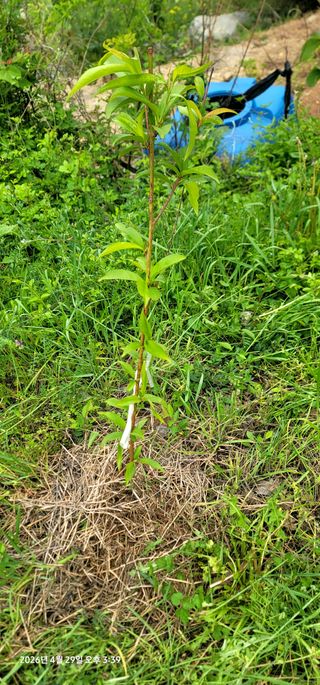 박종화님의 기타작물 · 영농일지 작성글 사진