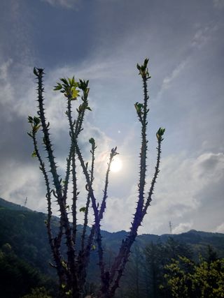인생은 소풍처럼~님의 기타작물 · 영농일지 작성글 사진