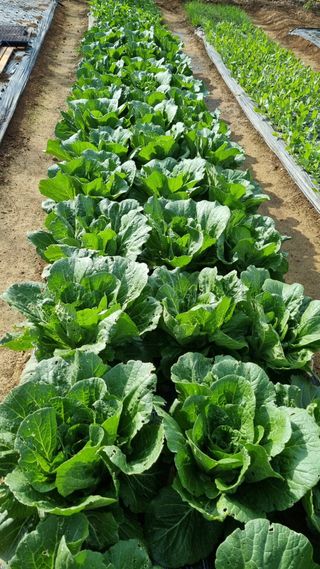 김지철님의 기타작물 · 영농일지 작성글 사진