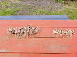 한경훈님의 파 · 영농일지 작성글 사진