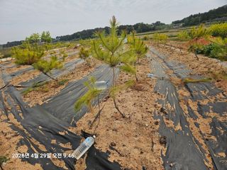 유명숙님의 기타작물 · 영농일지 작성글 사진