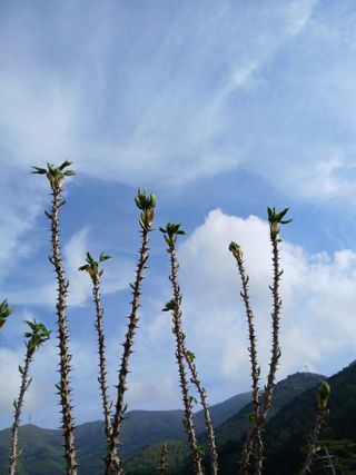 인생은 소풍처럼~님의 기타작물 · 영농일지 작성글 사진