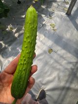 팜모닝 오이·영농일지 게시글 이미지