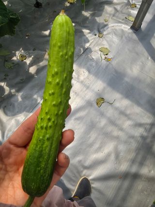 강은아님의 오이 · 영농일지 작성글 사진