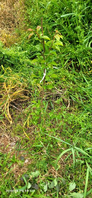 박종화님의 기타작물 · 영농일지 작성글 사진