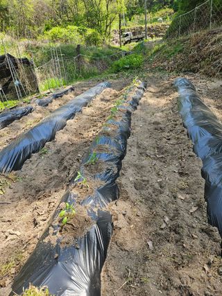 감7768님의 기타작물 · 영농일지 작성글 사진