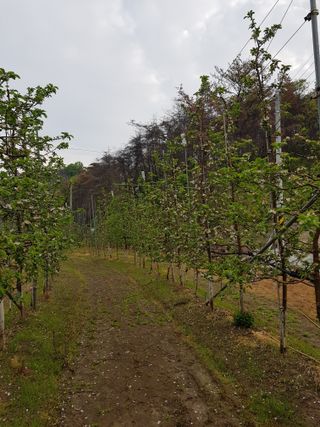의성,군위 나상덕님의 기타작물 · 영농일지 작성글 사진