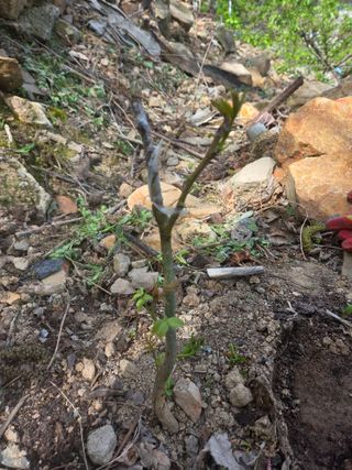 김용대님의 기타작물 · 영농일지 작성글 사진