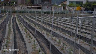 박용열조물주님 님의 고추 · 영농일지 작성글 사진