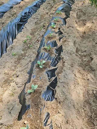 감7768님의 기타작물 · 영농일지 작성글 사진