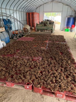 곰근이네흙밭님의 기타작물 · 영농일지 작성글 사진