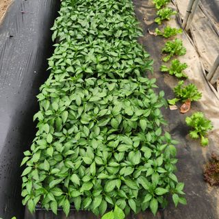 유원준님의 기타작물 · 영농일지 작성글 사진