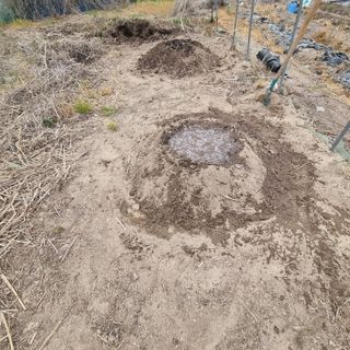 초록하늘별님의 기타작물 · 영농일지 작성글 사진