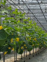 강은아님의 작성글 사진