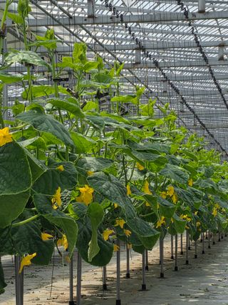 강은아님의 오이 · 영농일지 작성글 사진