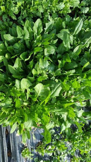 김지철님의 기타작물 · 영농일지 작성글 사진