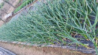 김지철님의 기타작물 · 영농일지 작성글 사진