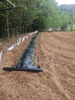 멧돼지님의 기타작물 · 영농일지 작성글 사진
