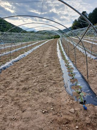 문명훈님의 호박 · 영농일지 작성글 사진