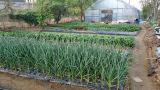 김지철님의 기타작물 · 영농일지 작성글 사진