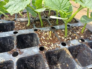 김진현님의 기타작물 · 영농일지 작성글 사진