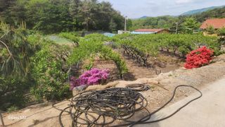 김준한님의 자두 · 영농일지 작성글 사진