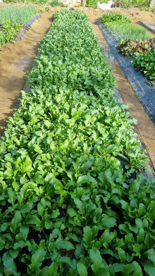 김지철님의 기타작물 · 영농일지 작성글 사진