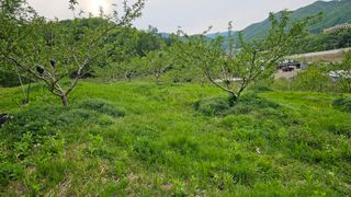 장정규님의 복숭아 · 영농일지 작성글 사진